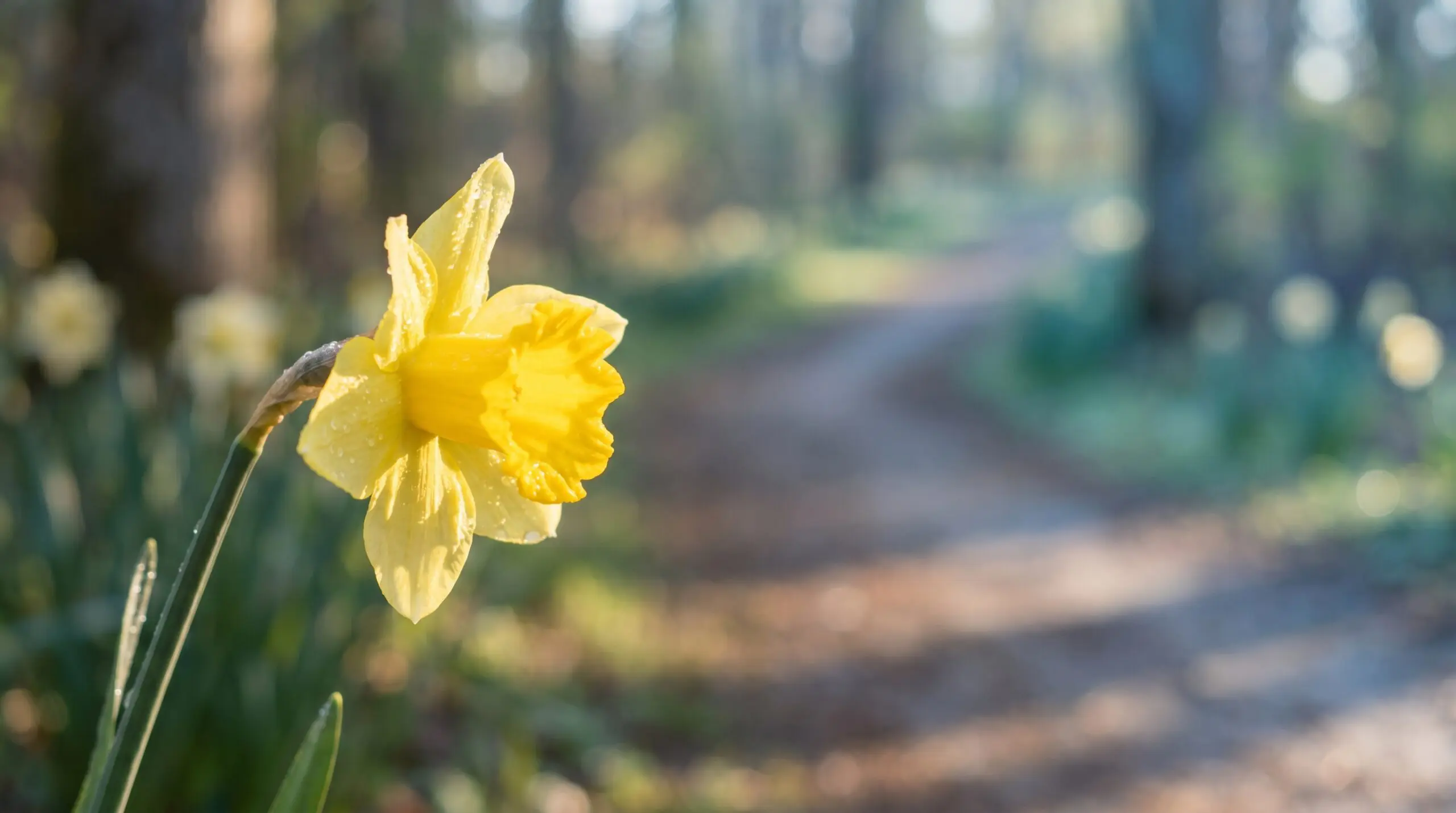 A single yellow daffodil with dewdrops in early morning light along a soft Canadian forest path, symbolizing renewal and survivorship