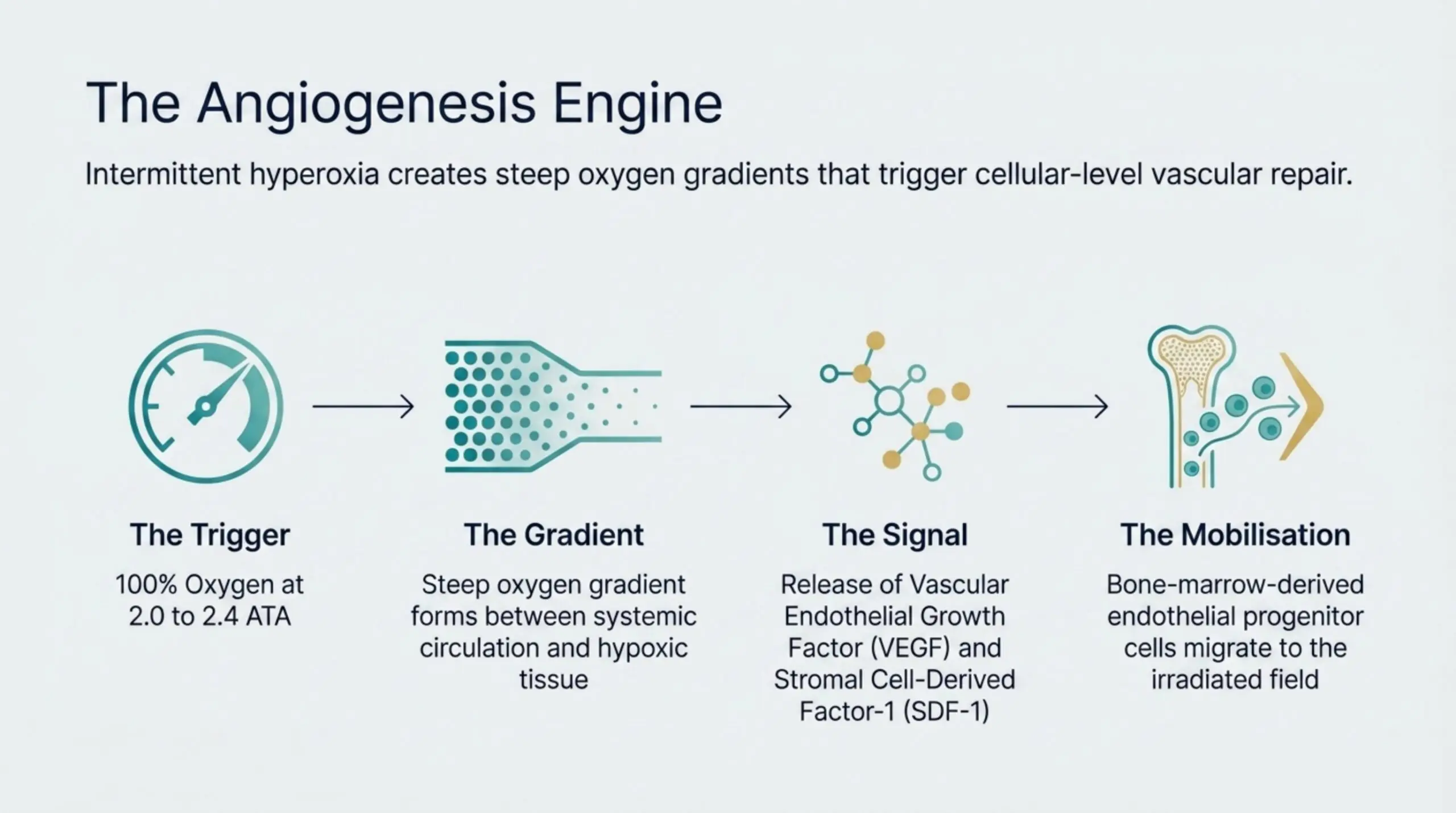 How HBOT heals radiation-damaged tissue: at 2.0 to 2.4 ATA, intermittent hyperoxia drives VEGF and SDF-1 release, recruiting endothelial progenitor cells to grow lasting new blood vessels.