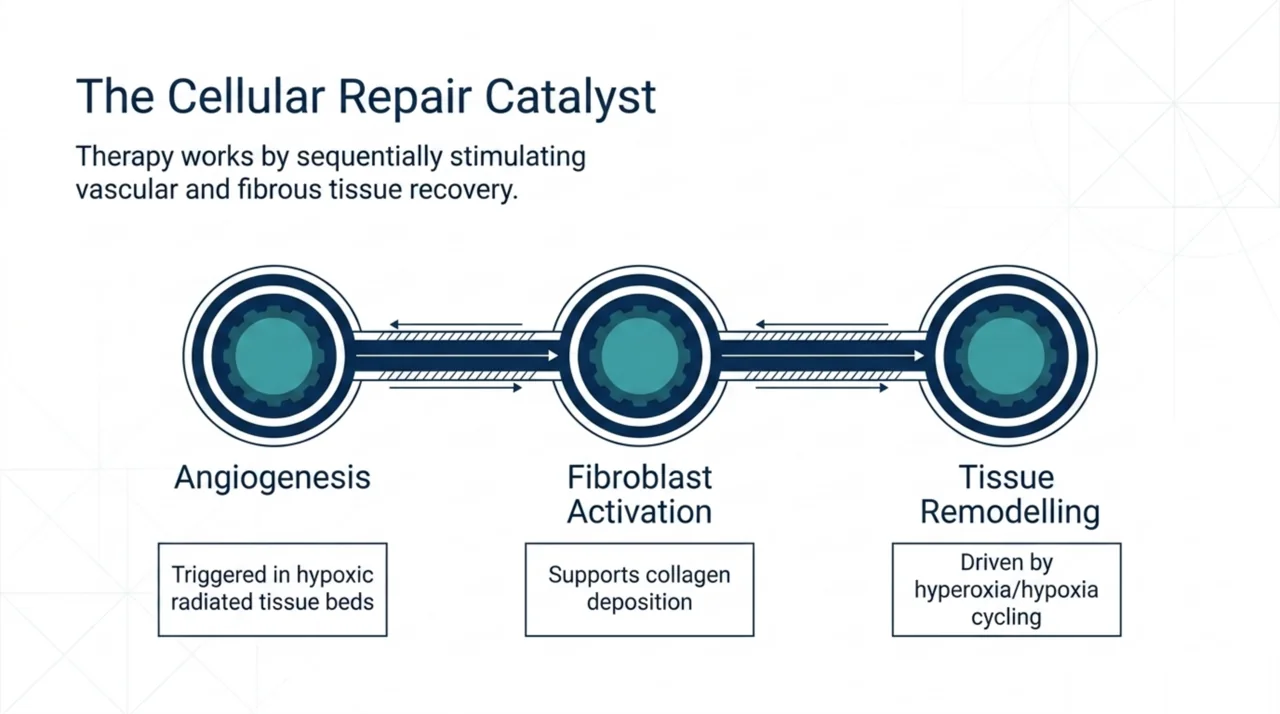 Three-stage diagram of hyperbaric oxygen mechanism: angiogenesis in hypoxic radiated tissue, fibroblast activation supporting collagen deposition, and tissue remodelling driven by hyperoxia and relative hypoxia cycling