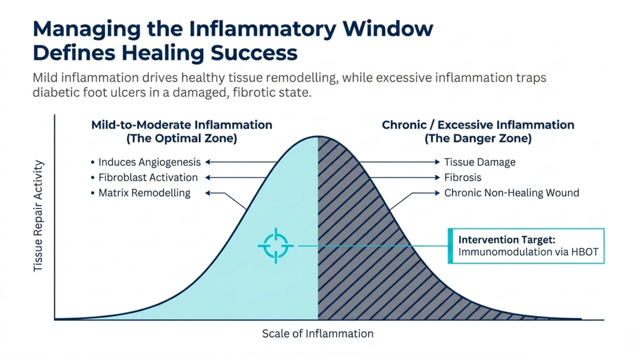 Bell-curve diagram showing mild inflammation supporting healing while chronic excessive inflammation traps diabetic foot ulcers in a non-healing state, with HBOT immunomodulation as the intervention target