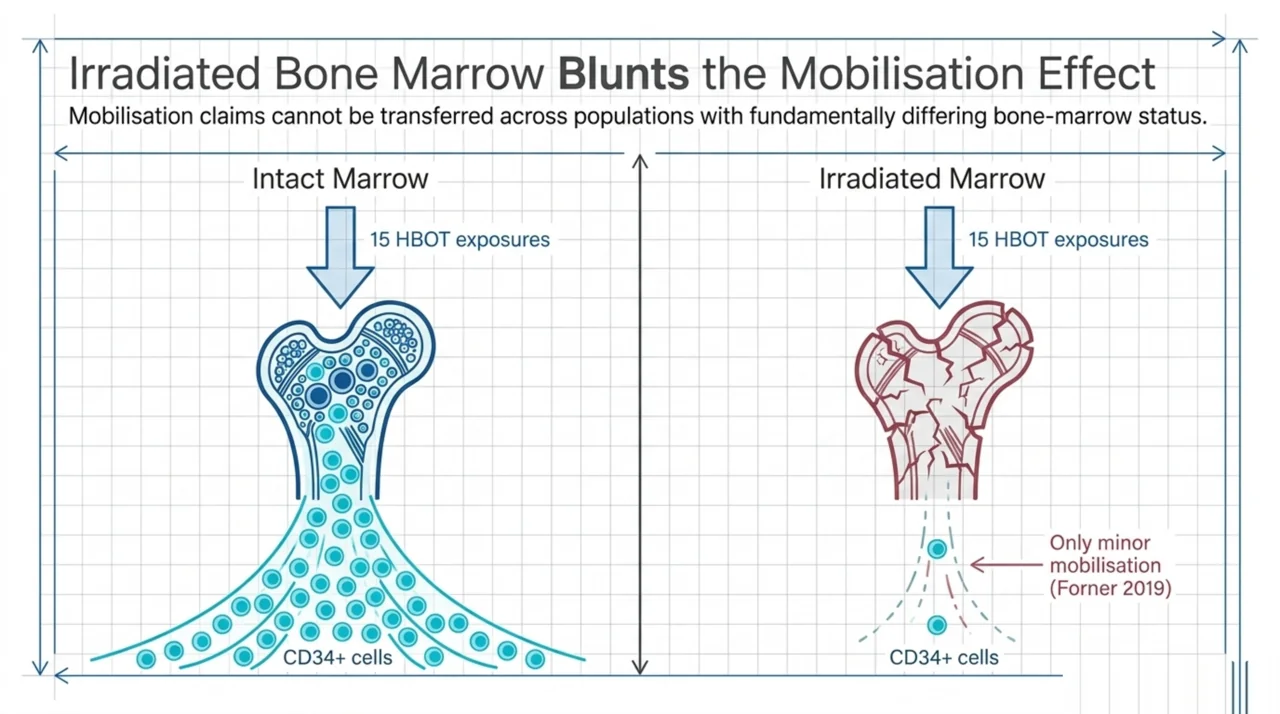 Bone-marrow diagram contrasting intact marrow EPC mobilisation with blunted mobilisation observed in head and neck irradiated marrow