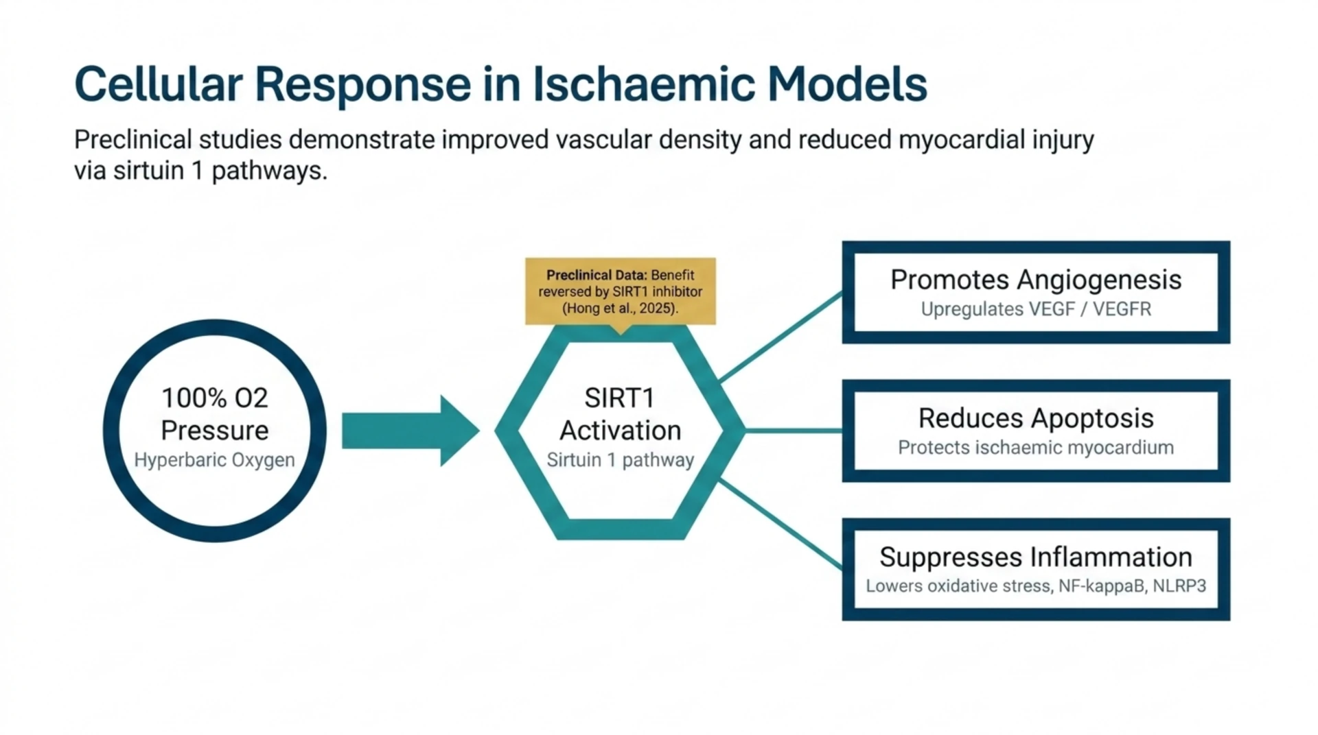 Diagram of proposed cardiovascular mechanisms of hyperbaric oxygen in preclinical models, with SIRT1 activation linked to angiogenesis, reduced apoptosis and suppressed inflammation