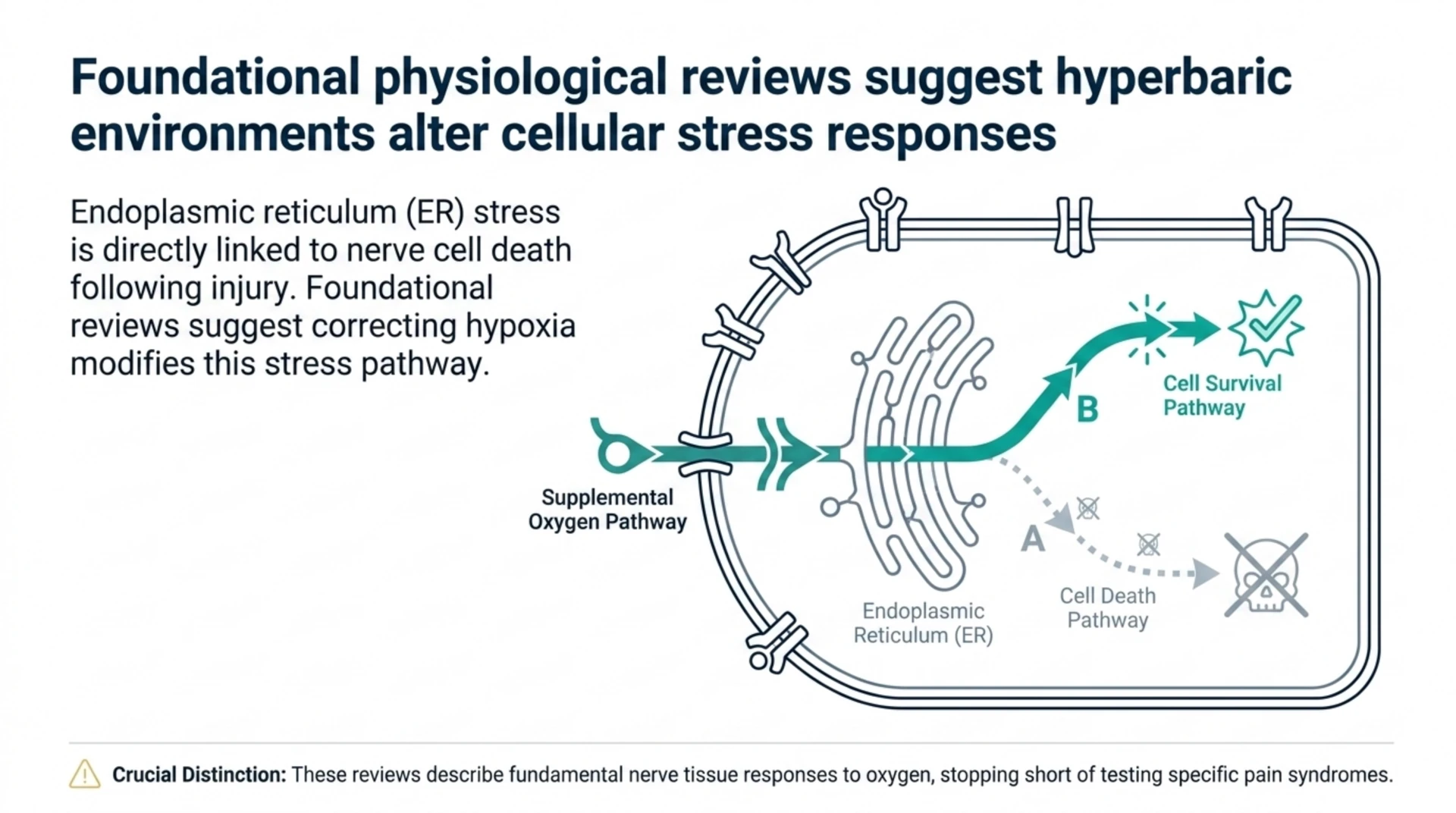 Diagram of endoplasmic reticulum stress pathways noting these reviews stop short of testing pain syndromes directly.