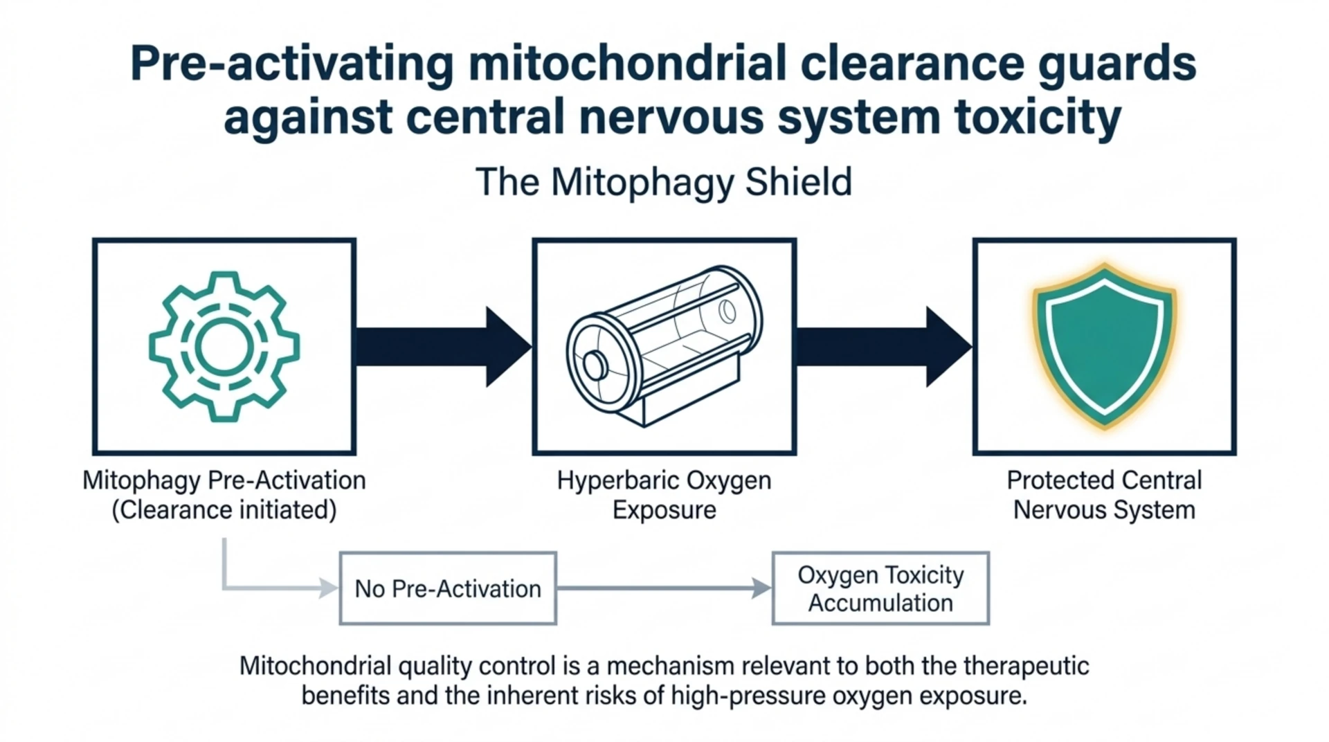 A flow diagram showing mitophagy pre-activation before hyperbaric oxygen exposure linked, in one preclinical study, to protection against CNS oxygen toxicity, versus oxygen toxicity accumulation without pre-activation.