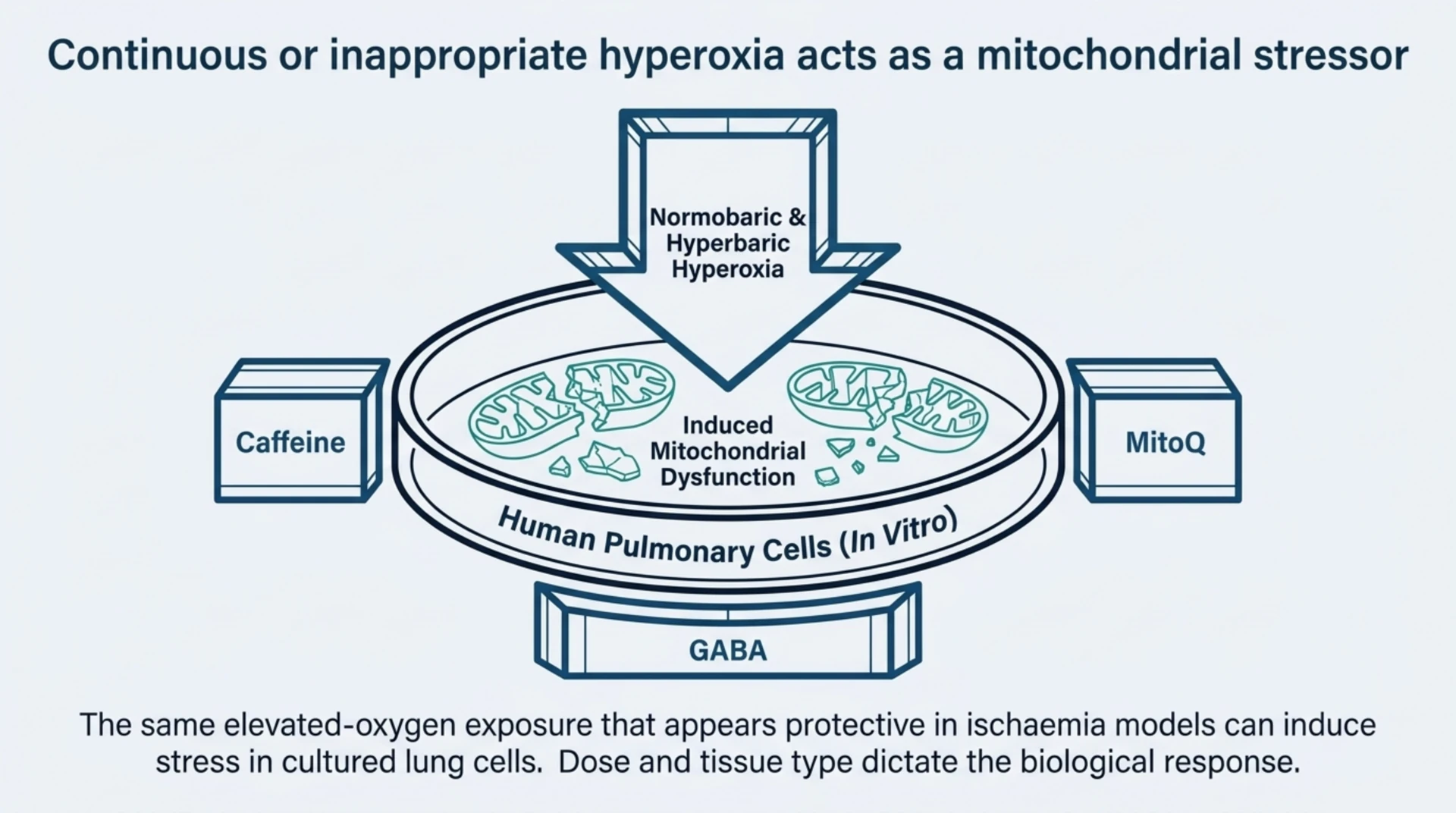 A diagram of human pulmonary cells in vitro showing normobaric and hyperbaric hyperoxia inducing mitochondrial dysfunction, with caffeine, MitoQ, and GABA tested as protective compounds.