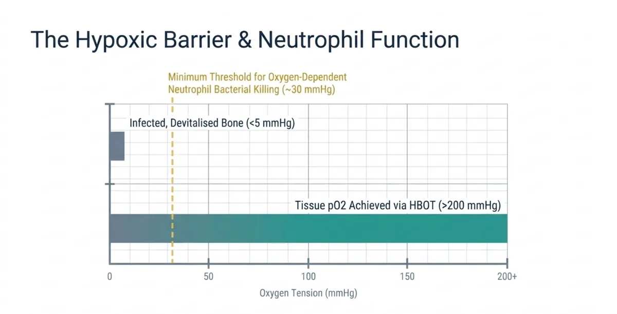 Tissue oxygen tension chart contrasting infected, devitalised bone below 5 mmHg with the low tissue oxygen level that impairs oxygen-dependent neutrophil bacterial killing and the over 200 mmHg tissue oxygen tension achieved with hyperbaric oxygen, illustrating how treatment restores neutrophil function in functionally hypoxic tissue.